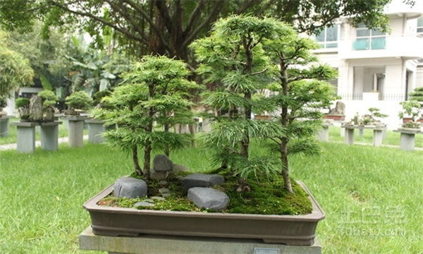 金钱松