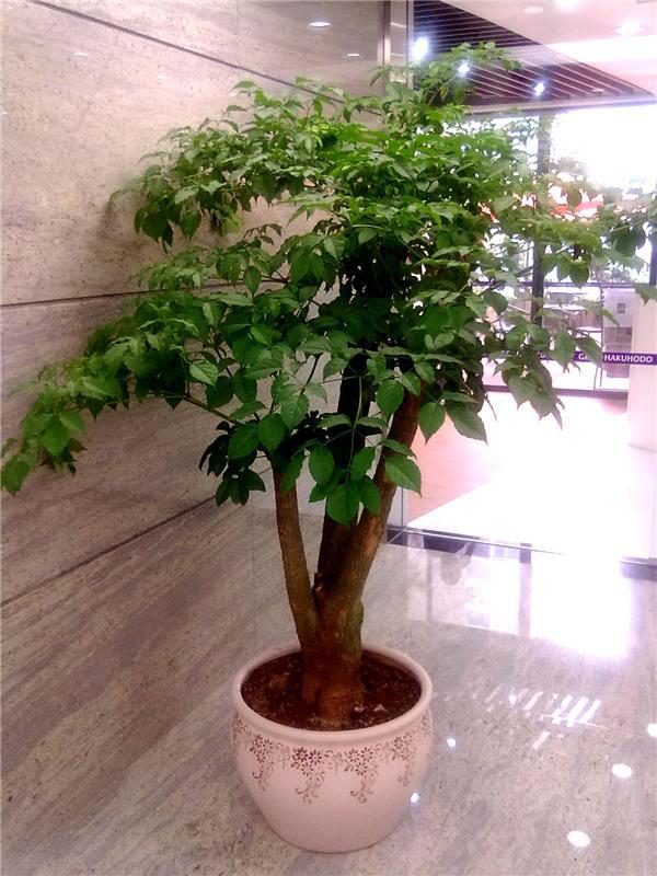 多头幸福树
