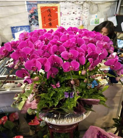 蝴蝶兰
