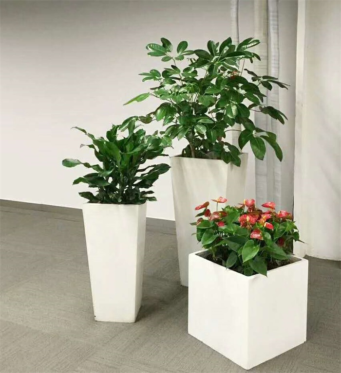 植物组合4