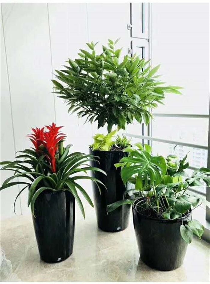 植物组合3